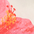 Cream/pink