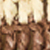 Cream/chocolate