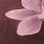 Chocolate/pink