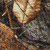 Realtree