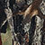 Tree Camo/olive